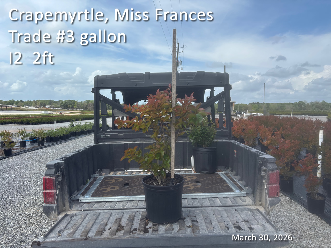 gallery/cmf3t i2 mar30.jpg